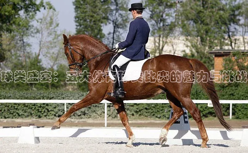 球类盛宴：五大体育球类比赛的魅力与挑战